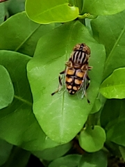 Eristalinus punctulatus