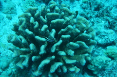 Pocillopora grandis
