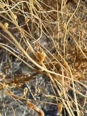 Cuscuta psorothamnensis