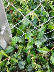 Alternanthera sessilis