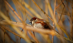 Passer domesticus