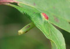 Craneiobia tuba
