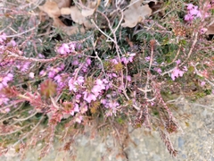 Erica carnea