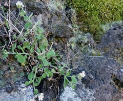 Myosotis lytteltonensis