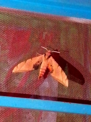 Protambulyx strigilis