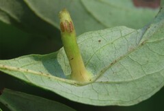 Craneiobia tuba