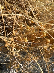 Cuscuta psorothamnensis