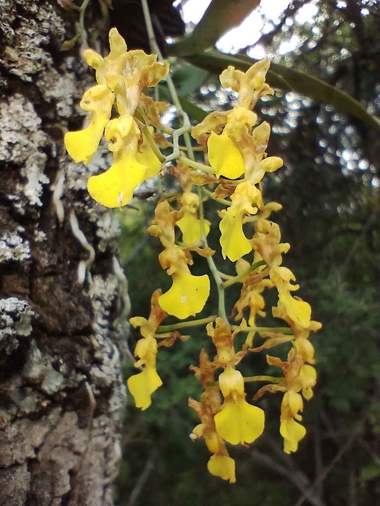 Gomesa viperina