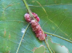Callirhytis piperoides