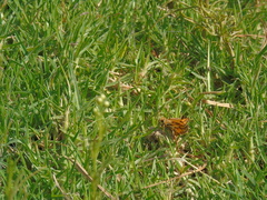 Hylephila fasciolata