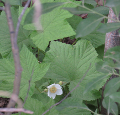 Rubus parviflorus