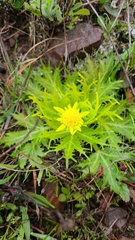 Sanicula arctopoides