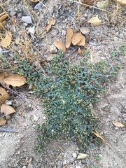 Euphorbia ocellata