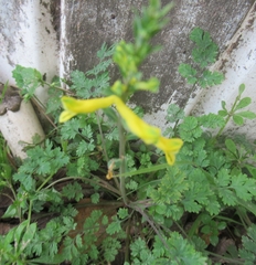 Corydalis