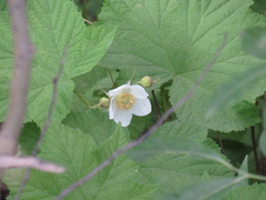 Rubus parviflorus