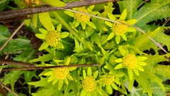 Sanicula arctopoides