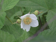 Rubus parviflorus
