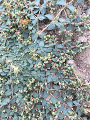Euphorbia ocellata