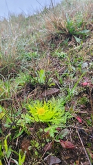 Sanicula arctopoides