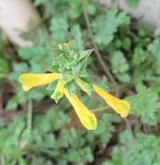 Corydalis