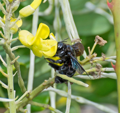 Xylocopa suspecta