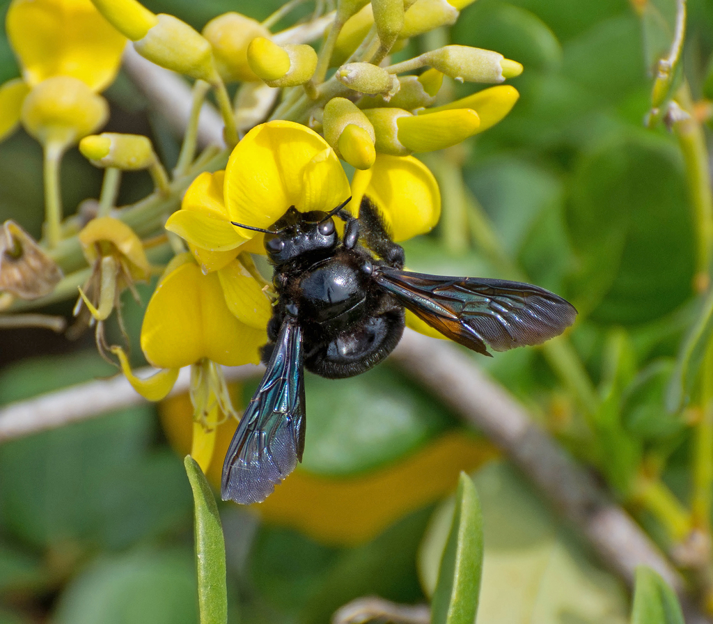 Xylocopa suspecta · BioDiversity4All
