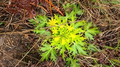 Sanicula arctopoides