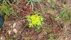 Sanicula arctopoides