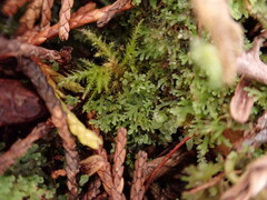 Riccardia chamedryfolia