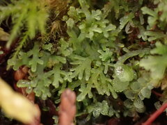 Riccardia chamedryfolia