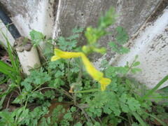 Corydalis