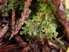 Riccardia chamedryfolia