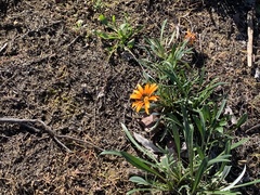 Gazania linearis