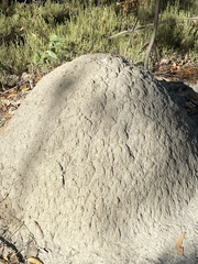 Nasutitermes exitiosus