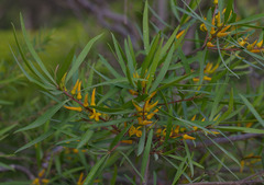 Persoonia stradbrokensis