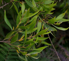 Persoonia stradbrokensis