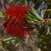 Melaleuca pachyphylla - Photo (c) Russell Cumming,  זכויות יוצרים חלקיות (CC BY-NC), הועלה על ידי Russell Cumming