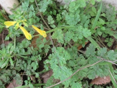 Corydalis