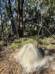 Nasutitermes exitiosus