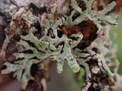 Hypogymnia hultenii