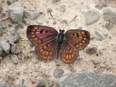 Lycaena boldenarum