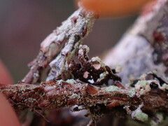 Hypogymnia hultenii