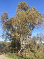 Eucalyptus globulus