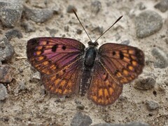 Lycaena boldenarum