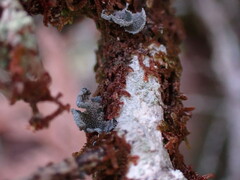 Erioderma sorediatum