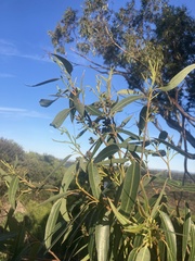 Eucalyptus globulus