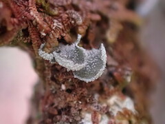 Erioderma sorediatum