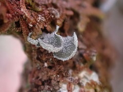 Erioderma sorediatum