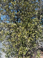 Quercus emoryi