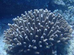 Pocillopora